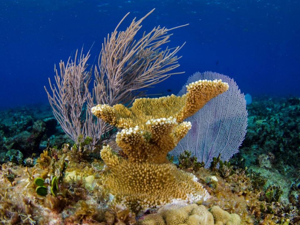 Corales Isla Mujeres