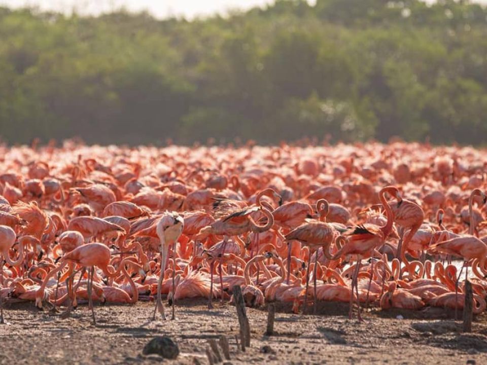 Flamencos