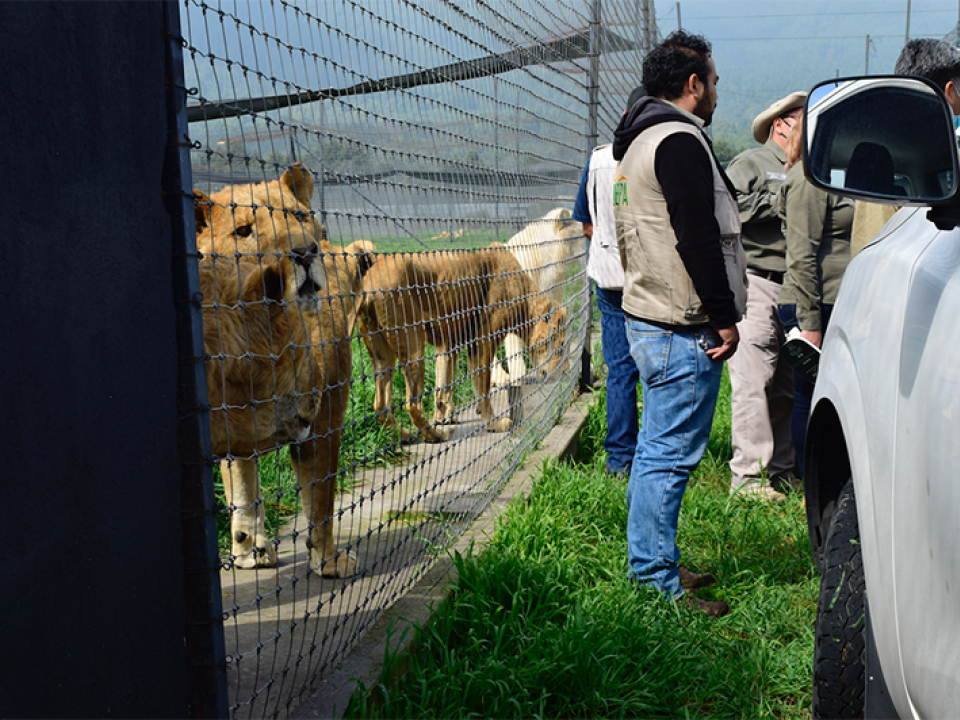 Aseguran a 190 grandes felinos encontrados en el Ajusco