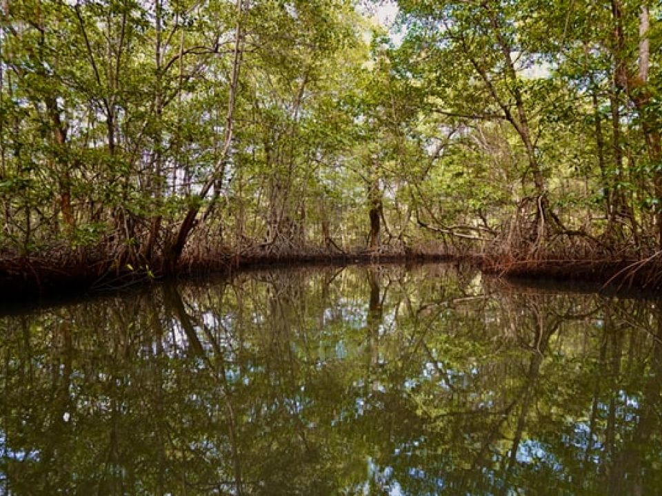 Manglar en Panamá