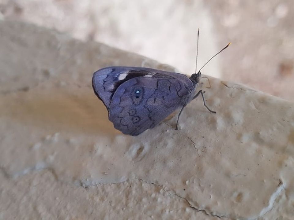 Mariposa