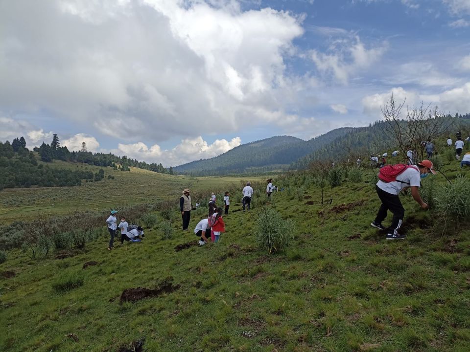 Reforestación Sealy Edomex