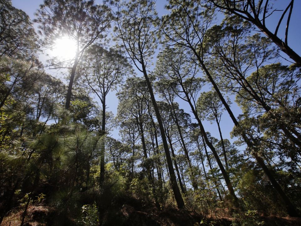 Bosque¡