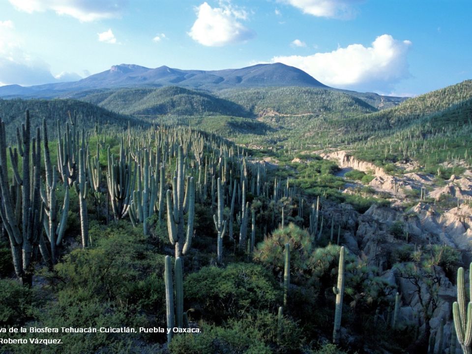 Reserva de la Biosfera Tehuacán-Cuicatlán