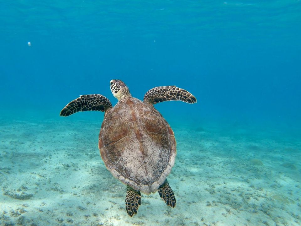 Tortugas marinas