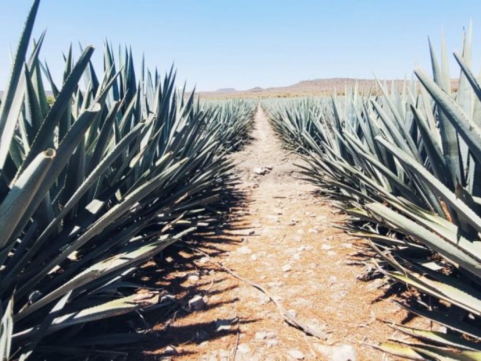 Agave