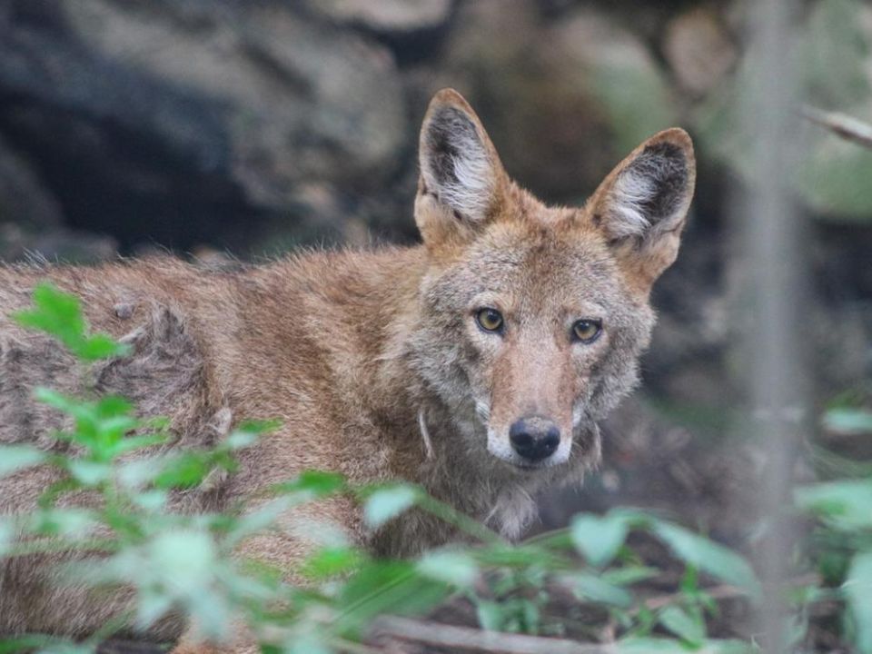 Animales rescatados se recuperan favorablemente en zoológico de Chiapas Animales rescatados se recuperan favorablemente en zoológico de Chiapas