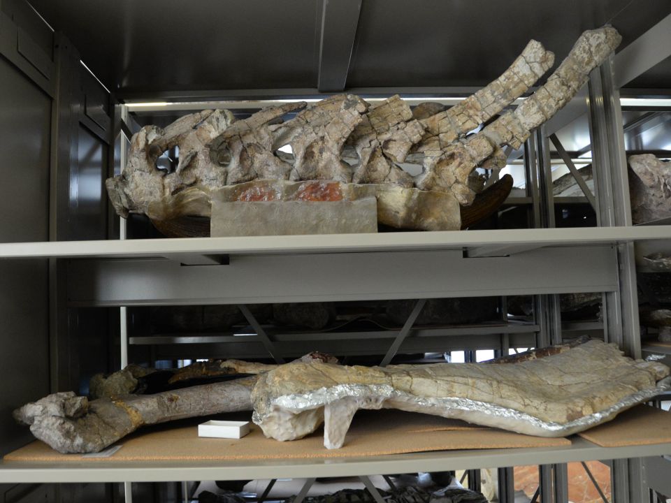 Huesos de mamut