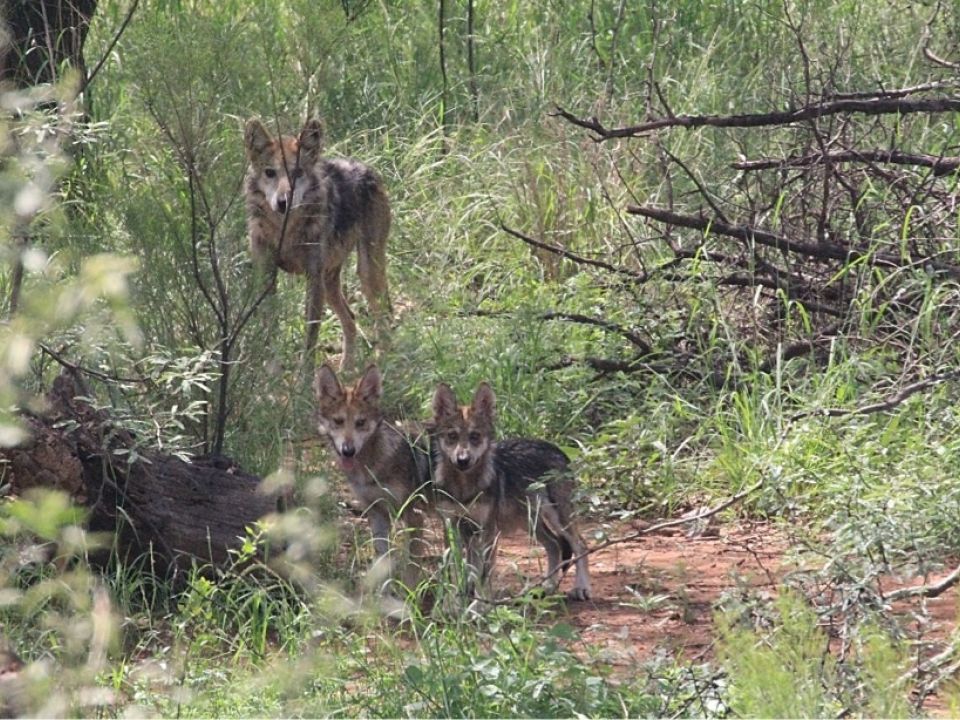 Lobos Conanp