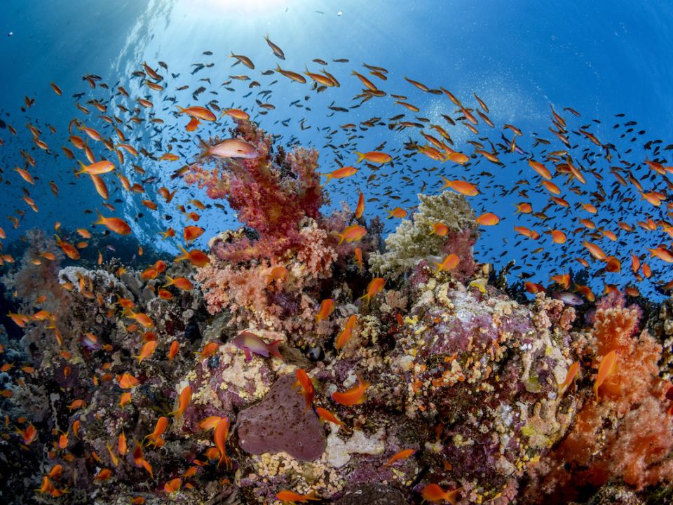 Corales Isla Mujeres