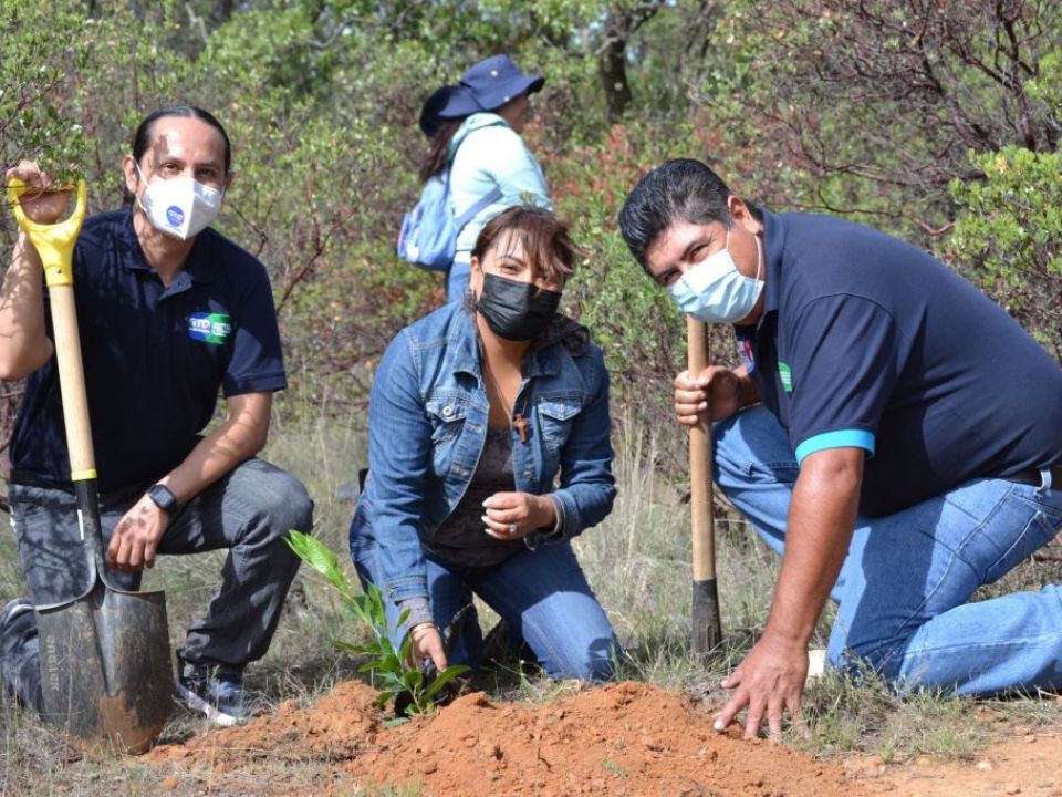 Reforestación Edomex