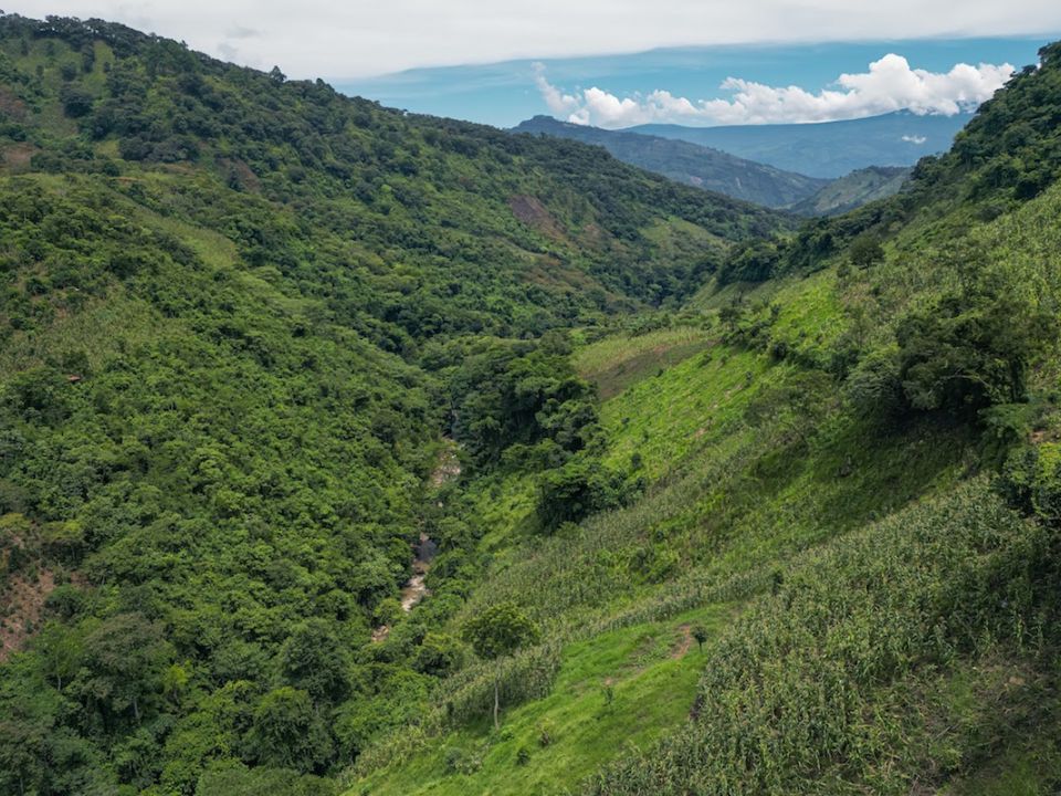 Bosque Mercado Libre