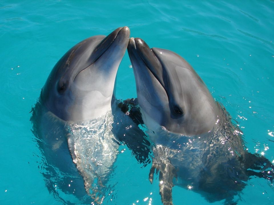 Delfines