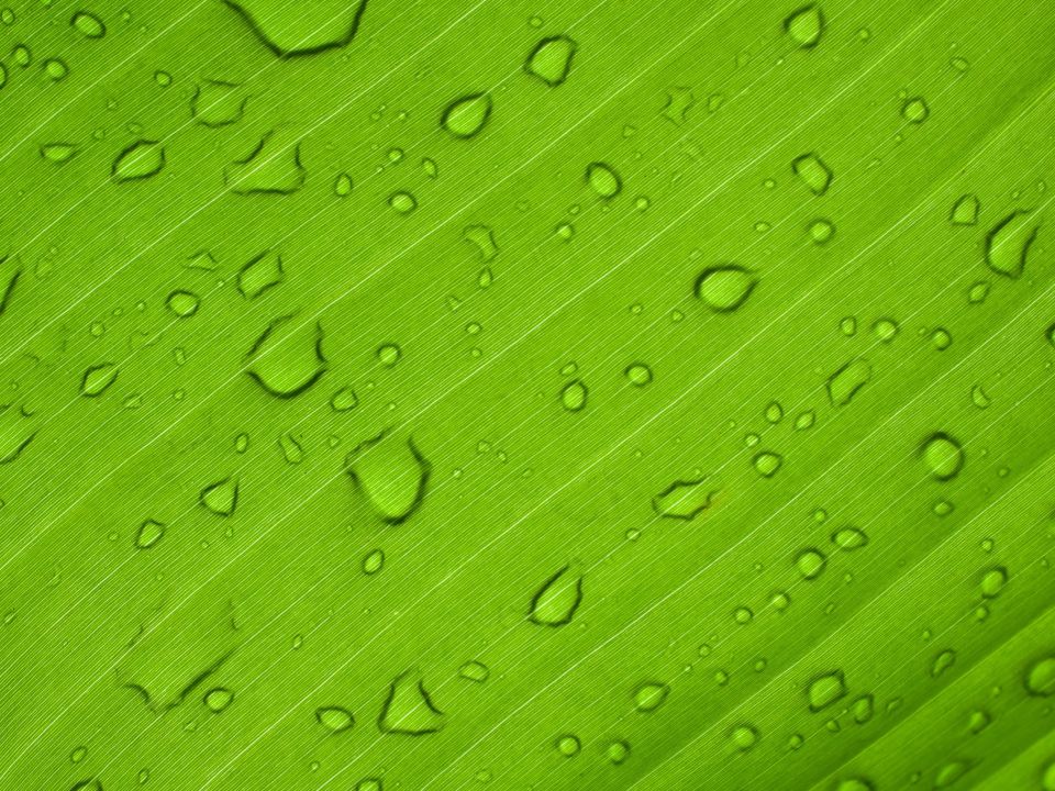 Hoja