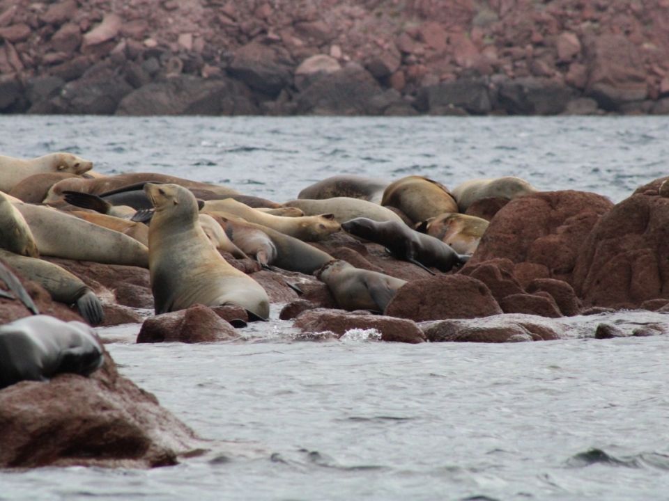 Lobos marinos