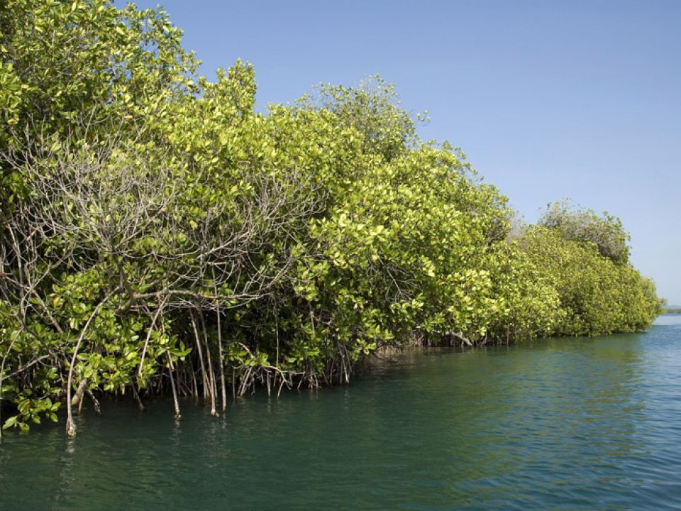 Manglar 