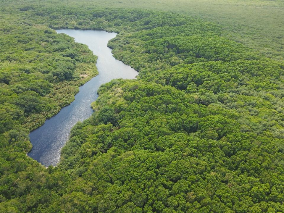 Bosque en Quintana Roo