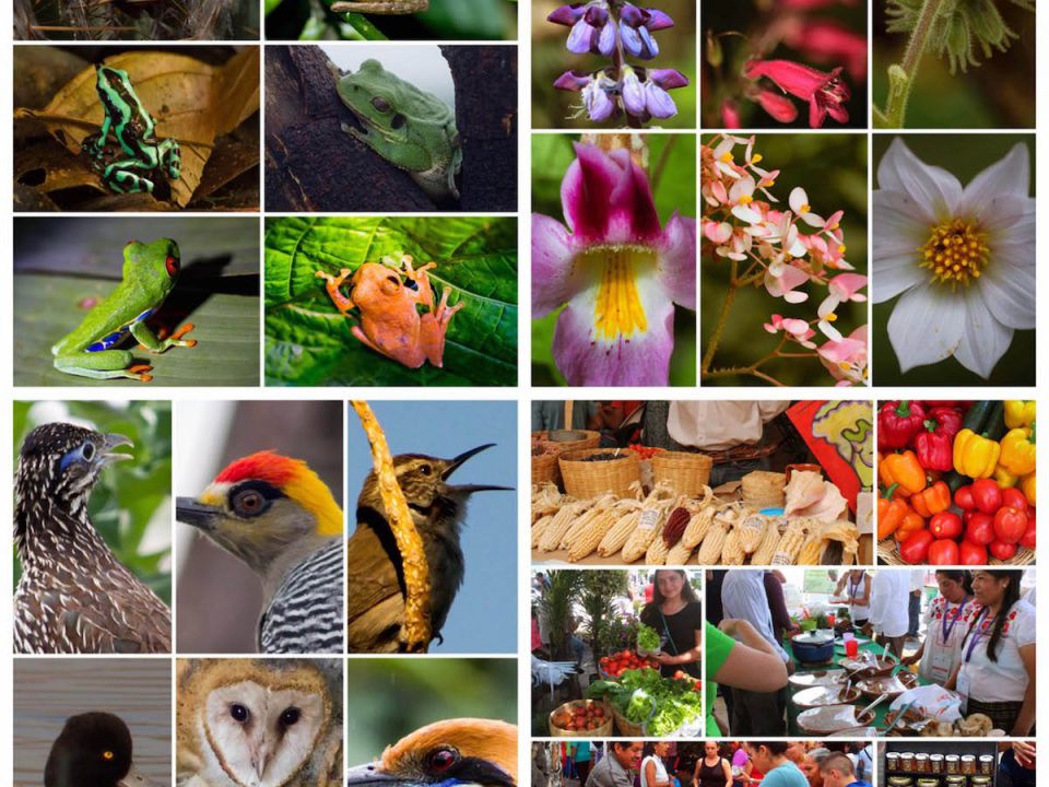 Biodiversidad