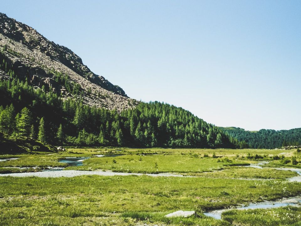 Bosque y campo