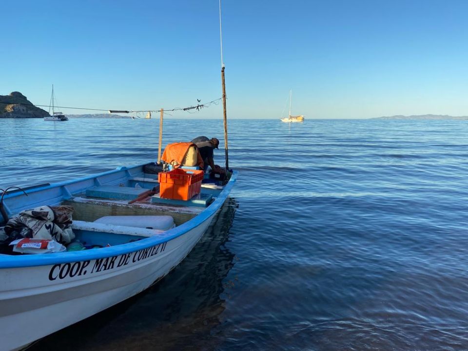 Bote 
