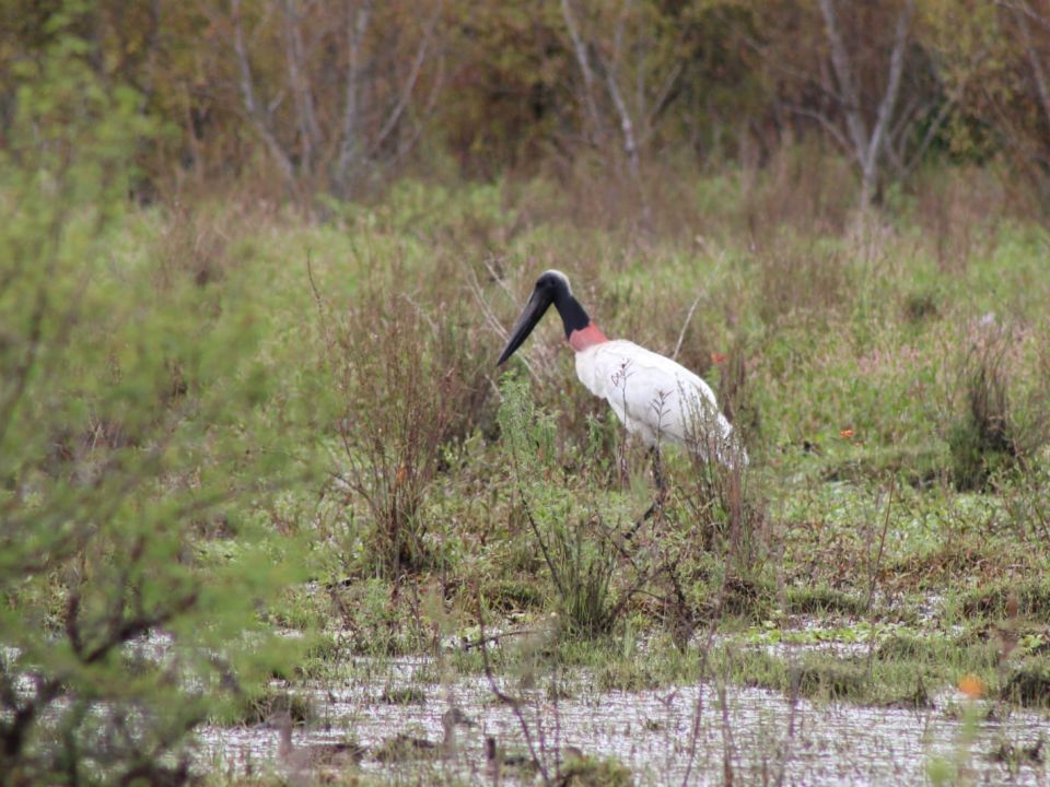 Cigüeña jabiru 