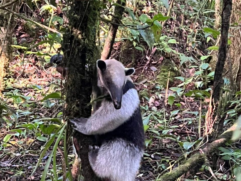 Oso hormiguero