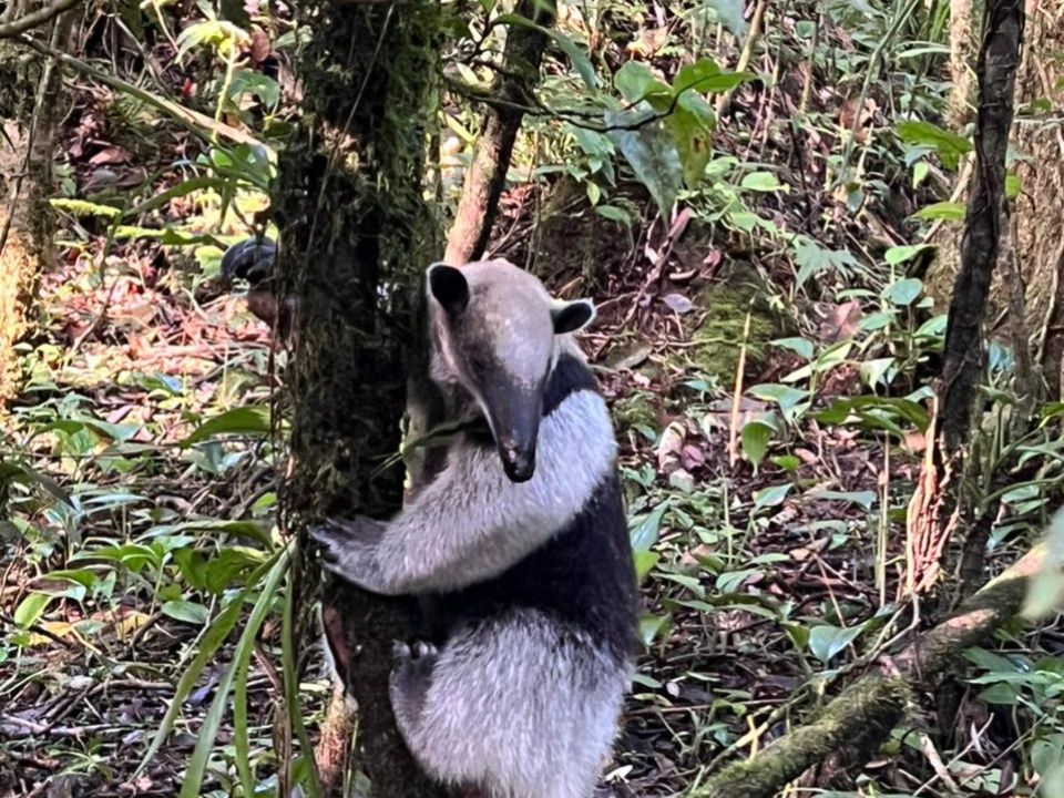 Oso hormiguero