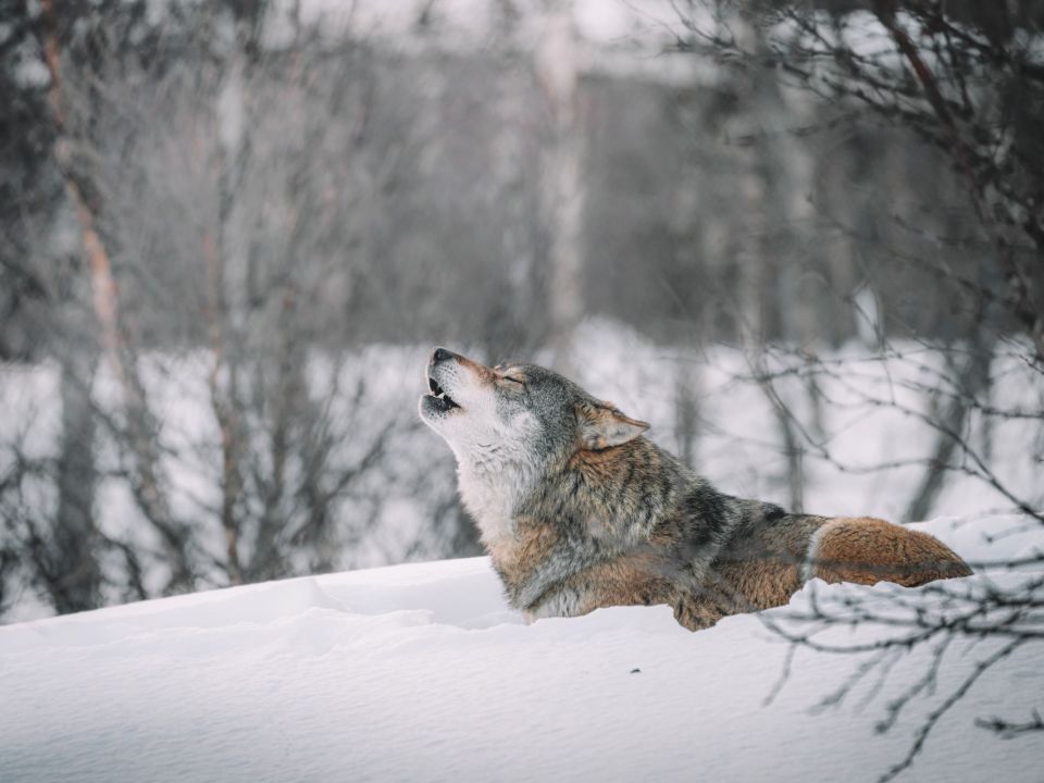 Lobo