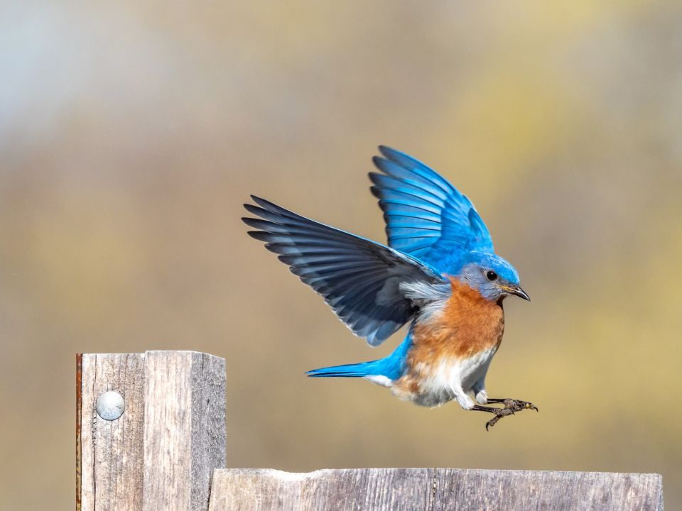 Pájaro