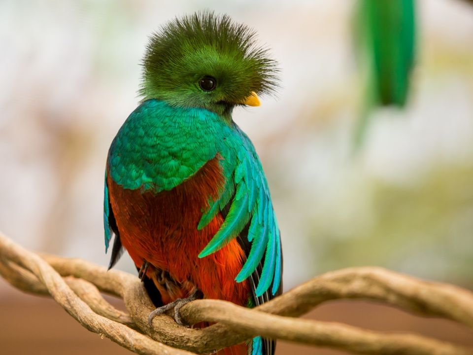 Quetzal