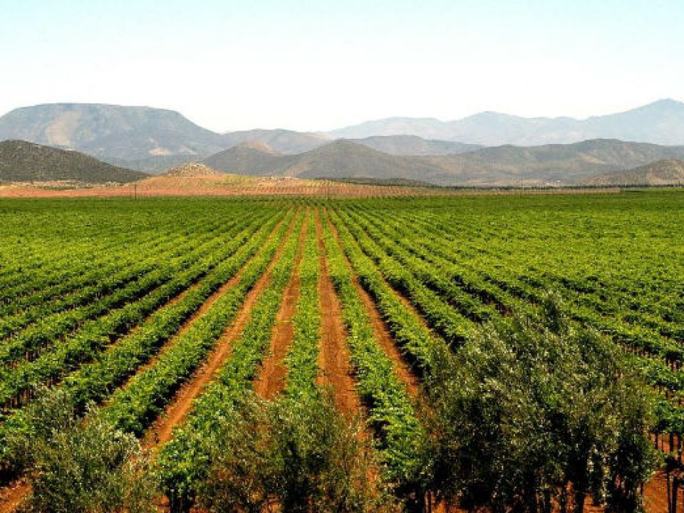 Valle de Guadalupe