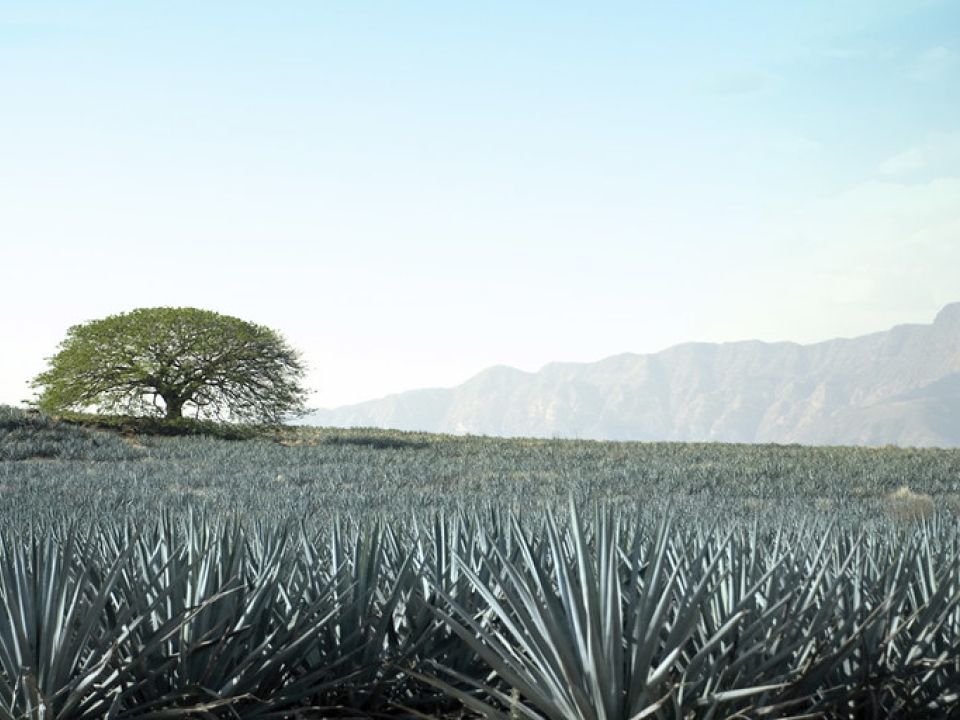 Agave