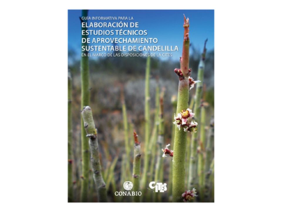 Candelilla