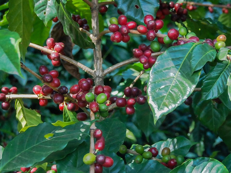Cultivo de café