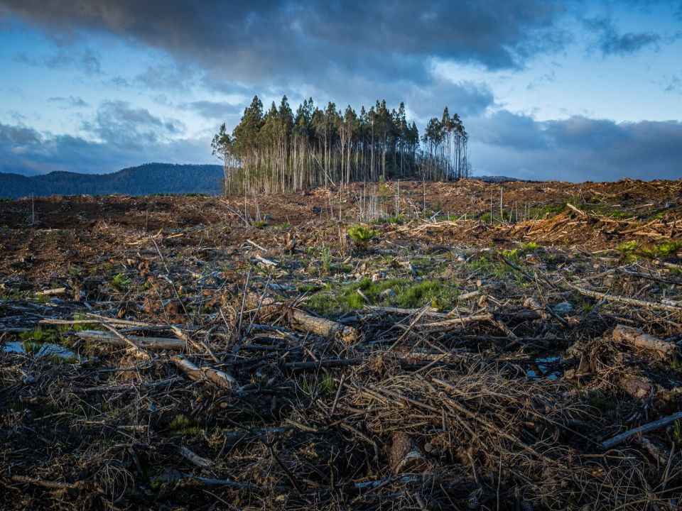 Deforestación