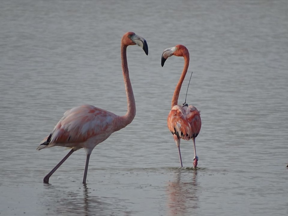 Flamencos