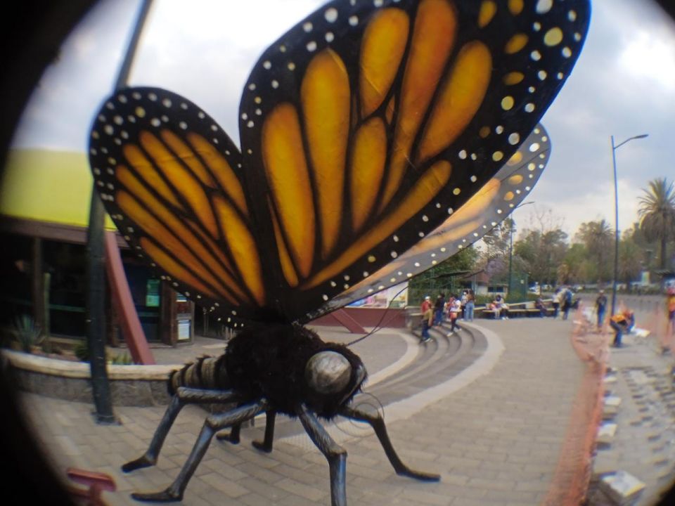 Insecta