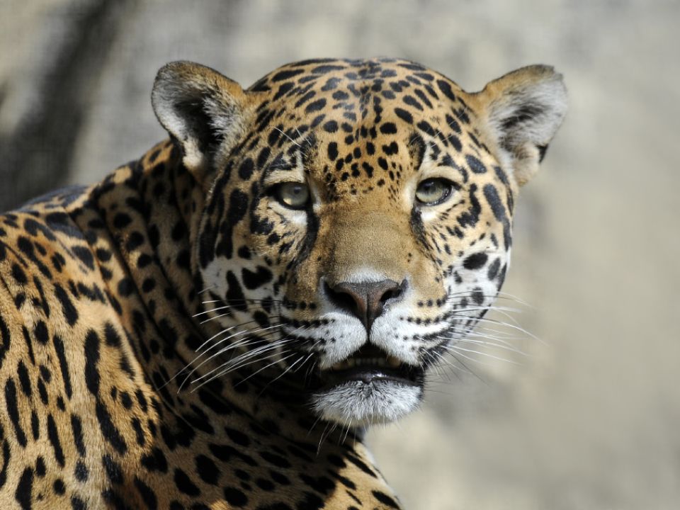 Jaguar