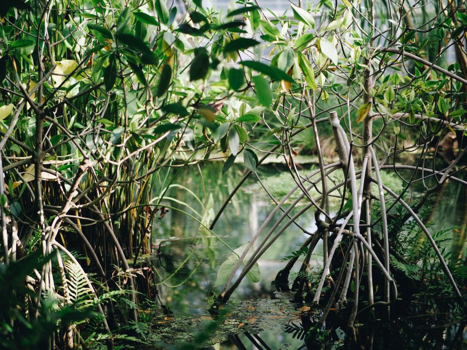 Manglar