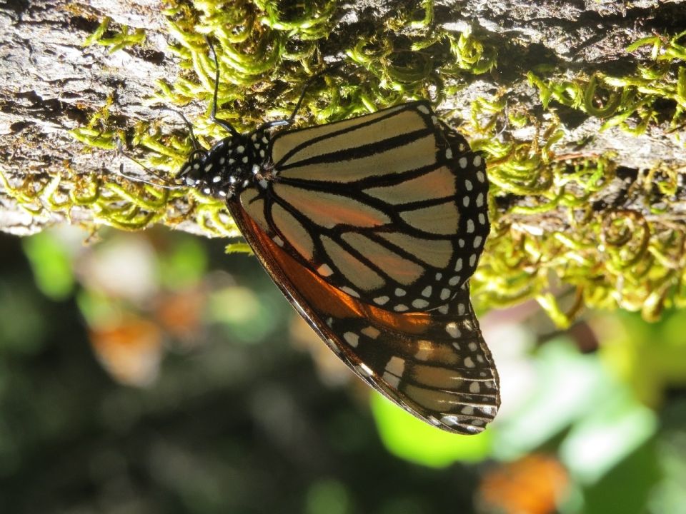 Mariposa Monarca