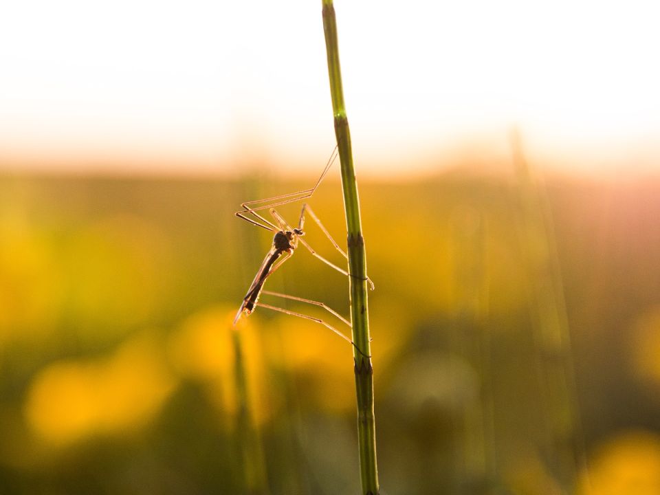 Mosquito