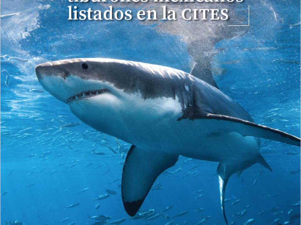 Tiburones