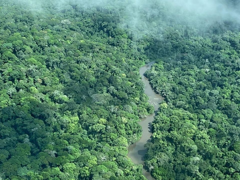 Bosque Ituri