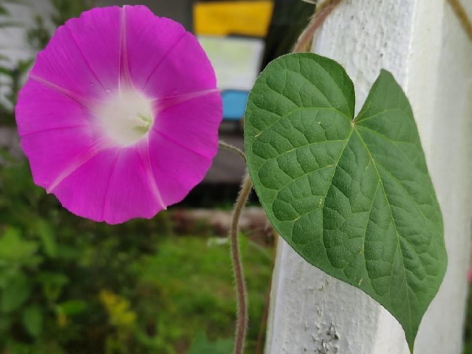 Flor