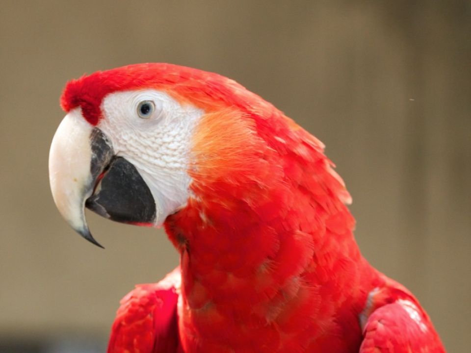 Guacamaya