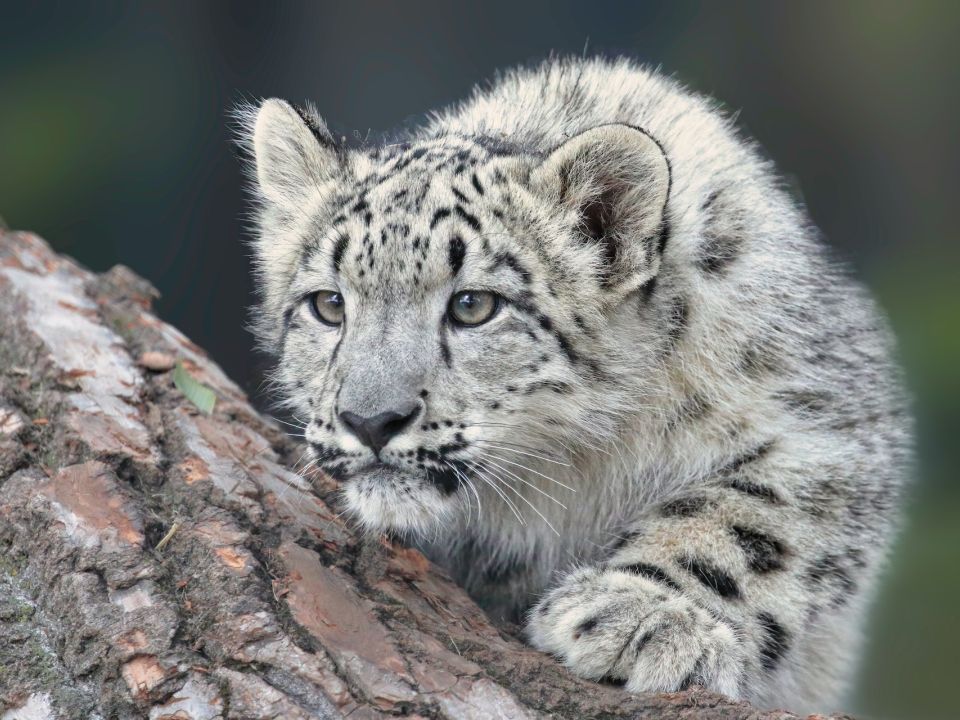 Leopardo de las nieves