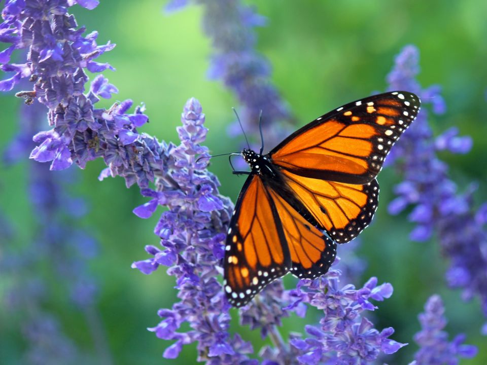 Mariposa Monarca