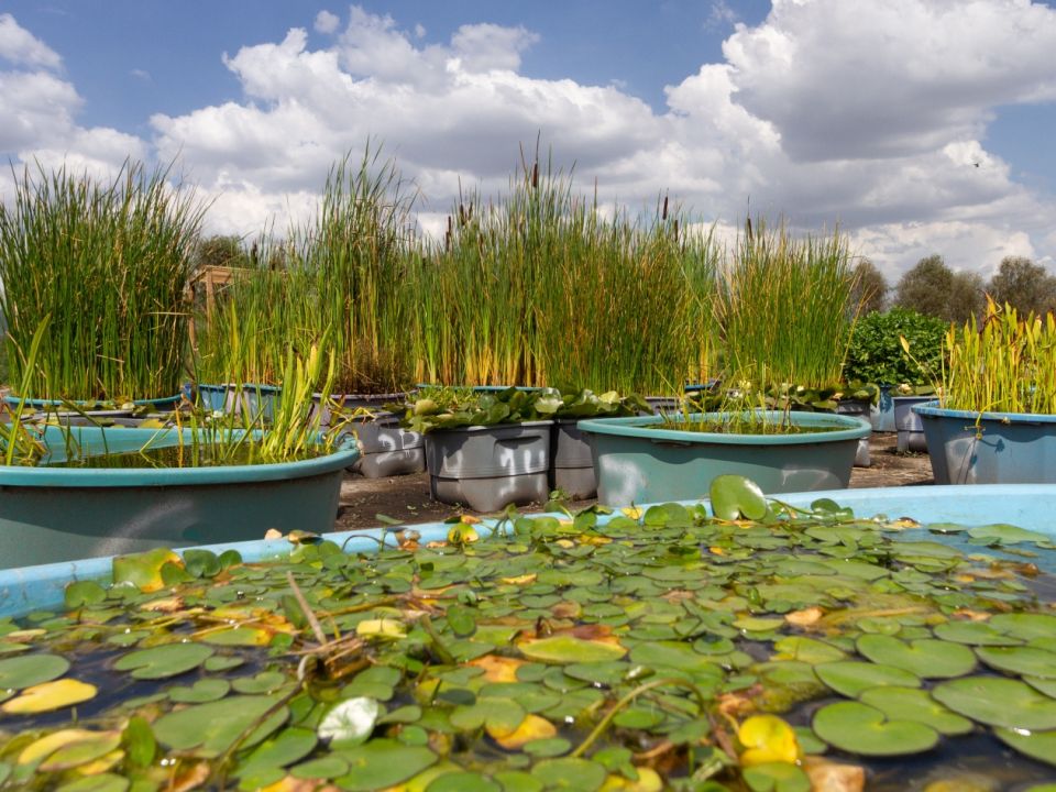 Plantas acuáticas