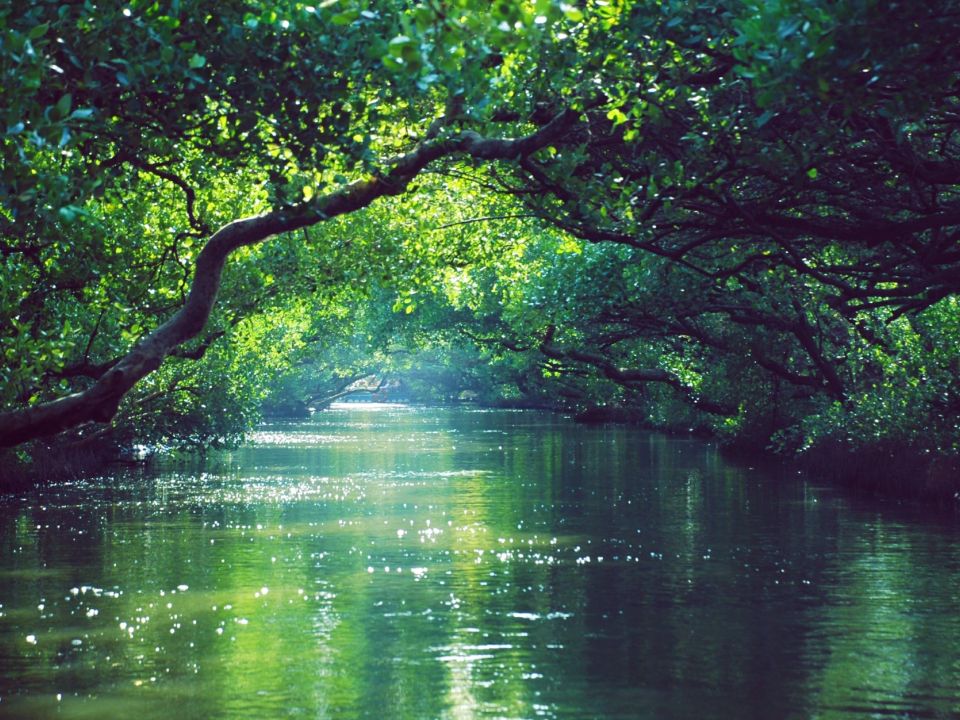 Selva