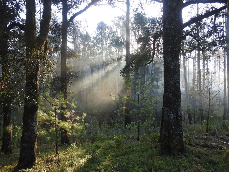 Reserva de la Biosfera Sierra de Manantlán
